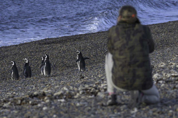 Full day trip with penguins for cruisers in El Pedral