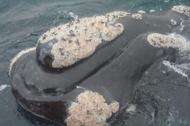 Península de Valdés, paraíso de ballenas