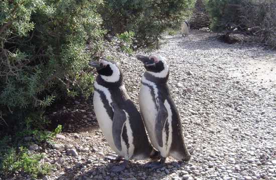 Puerto Madryn, paraíso de ballenas y pingüinos