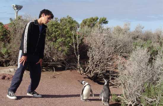 Puerto Madryn, penguins and whales paradise