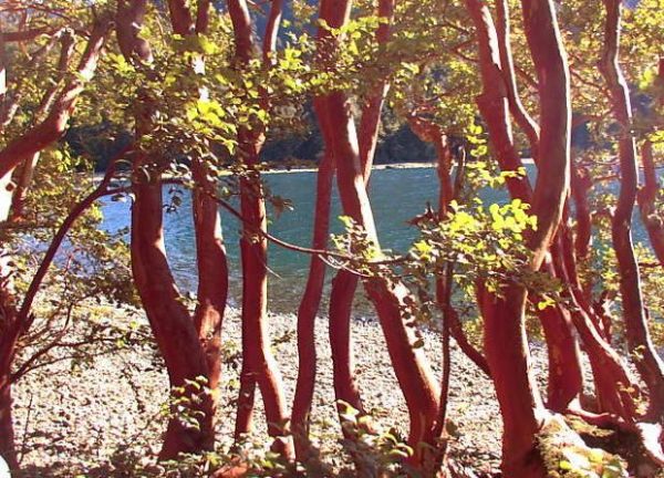 Bosque de Arrayanes - Patagonia Argentina