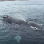 Ballena Franca Austral - Puerto Pirámides - Patagonia Argentina