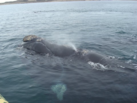 whale watching - Puerto Pirámides - Patagonia Argentina