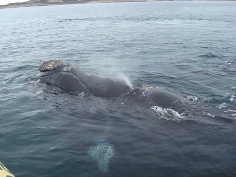 Ballena Franca Austral - Puerto Pirámides - Patagonia Argentina