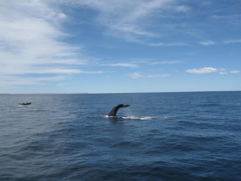 whale watching navigation - Puerto Madryn - Patagonia Argentina