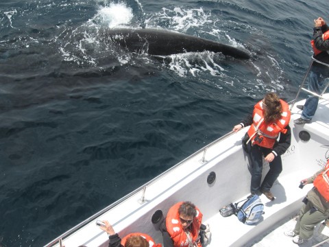 whale watching navigation - Puerto Madryn