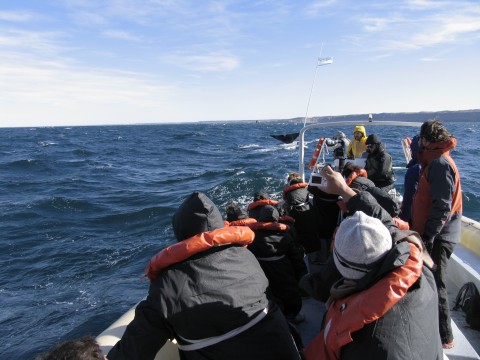 Waiting for the Star to arrive: Southern Right Whale