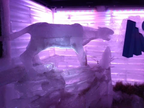 Glaciobar - Glaciarium - El Calafate