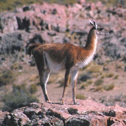 guanaco_guenguel2jpg