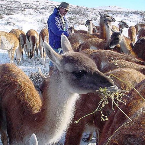 Proyecto Guenguel - Chubut - Patagonia