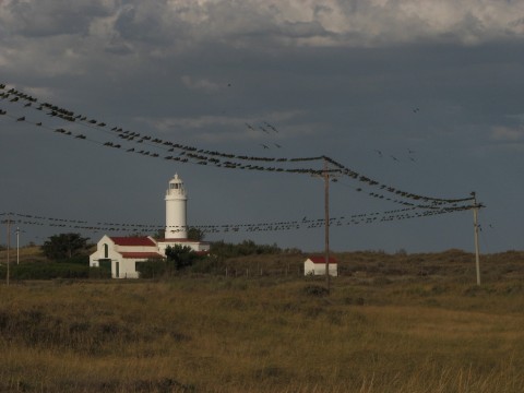 Faro Río Negro y loros