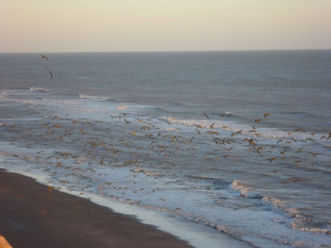 Bandada en el mar de El Cóndor