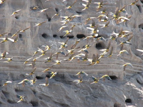 Cliffs with parrots