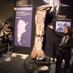 Fémur del Dinosaurio más grande del mundo en el MEF