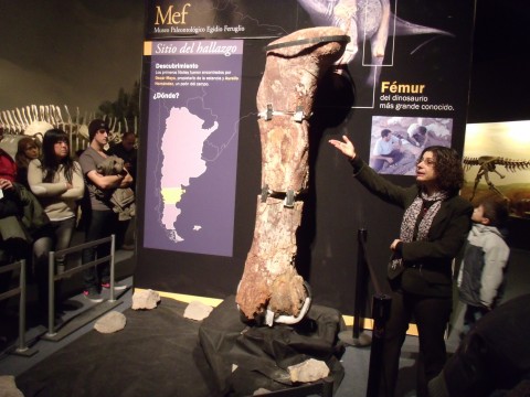 Fémur del Dinosaurio más grande del mundo en el MEF