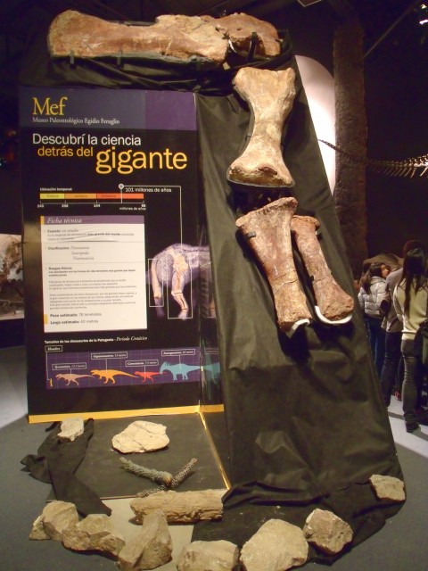 Bones of the World's Largest Dino in the MEF