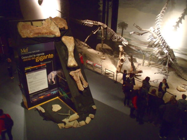 Permanent exhibition at the Egidio Feruglio Museum