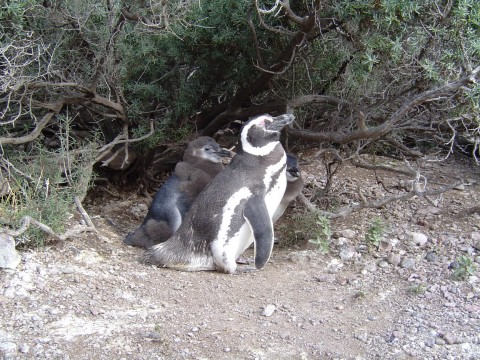 Familia de pingüinos en su nido - Punta Tombo - Patagonia Argentina