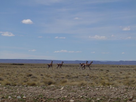 La estepa patagónica