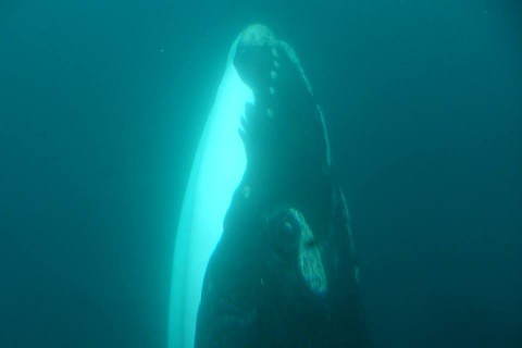 Avistaje Submarino de Ballenas en Puerto Madryn - Patagonia Argentina