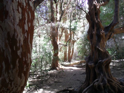 Bosque de arrayanes