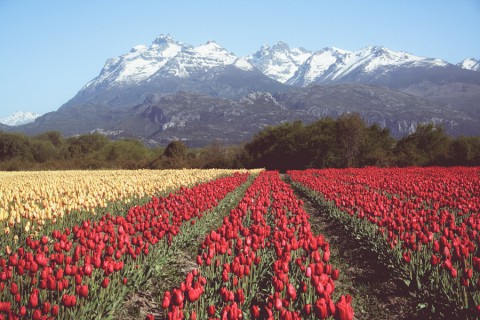 Fields of flowers in Trevelin - Photo: Secretaría de Turismo de Esquel