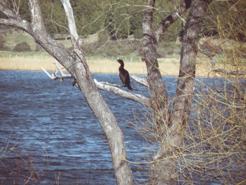 Avistaje de aves en Laguna La Zeta - Foto: Secretaría de Turismo de Esquel