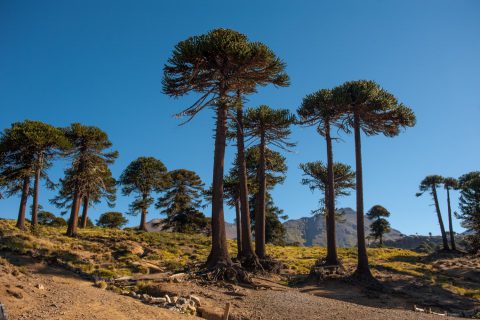 Araucarias - Foto: neuquentur.gob.ar