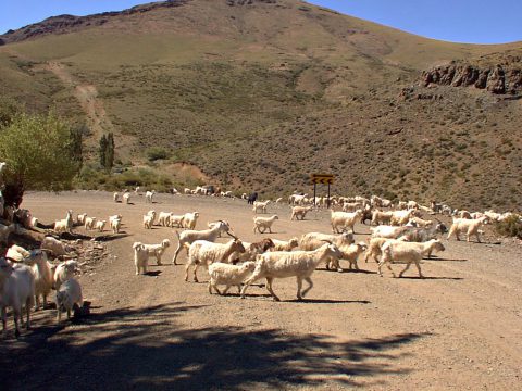 En las afueras de Andacollo. Chivos hacia la veranada - Patagonia Argentina