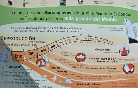 Infografía sobre la colonia de loros en El Cóndor - Patagonia-argentina.com