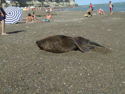 Lobo marino descansando en la playa - Patagonia-argentina.com