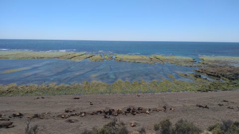 Peninsula Valdés - Punta Norte