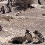 Pingüinos de Magallanes en Punta Tombo
