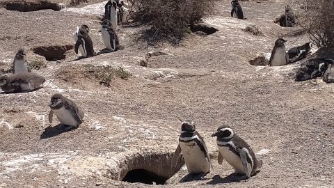 Pingüinos de Magallanes en Punta Tombo