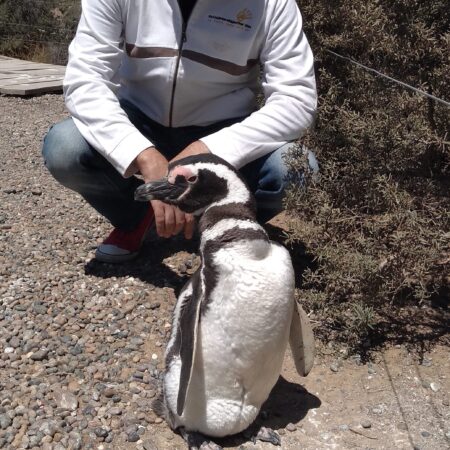 Caminando con pingüinos