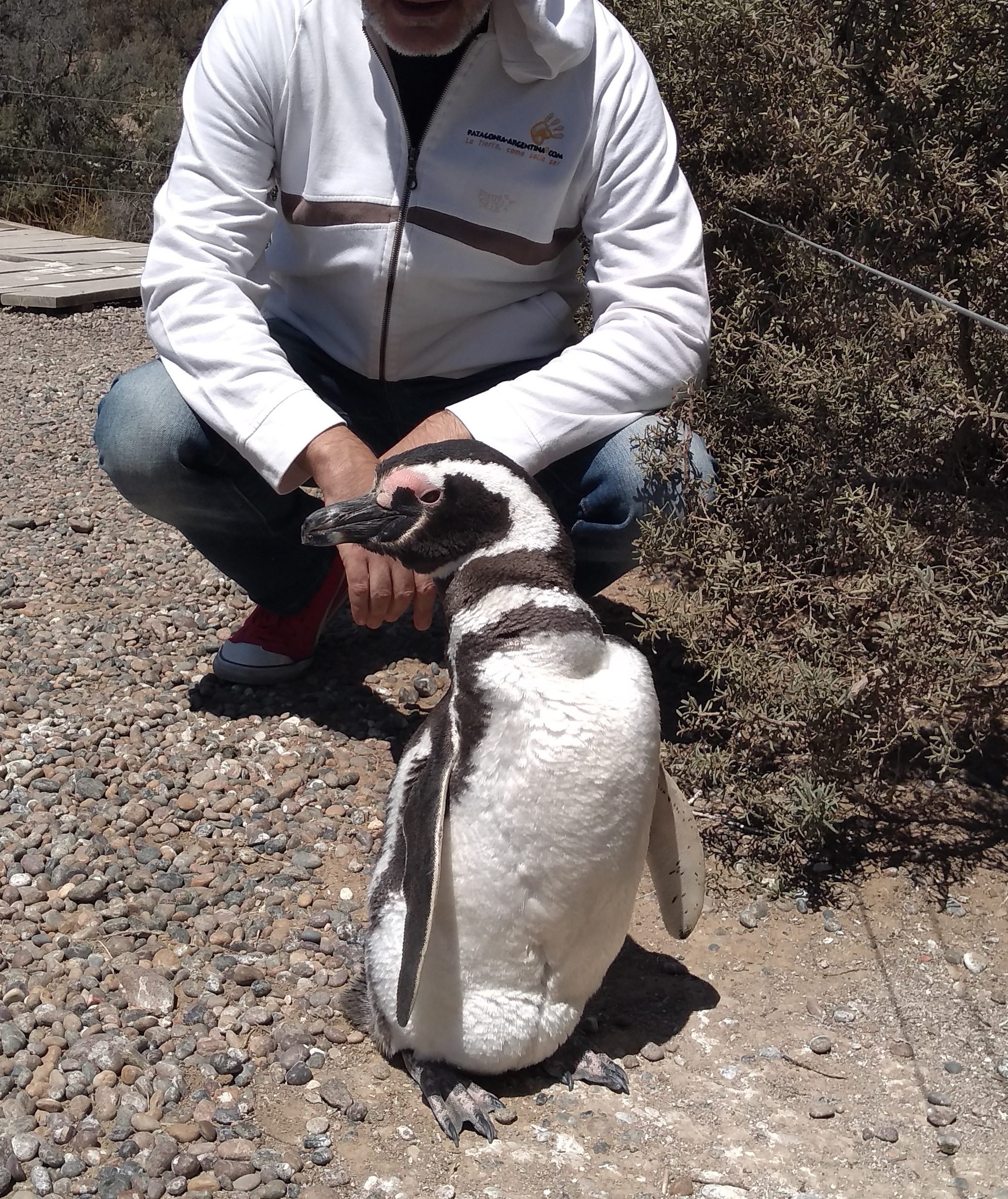 Caminando con pingüinos