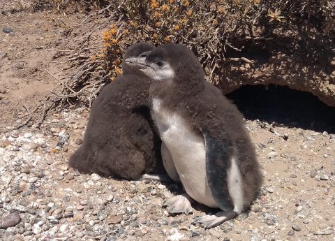 Pingüinos de Magallanes recién nacidos