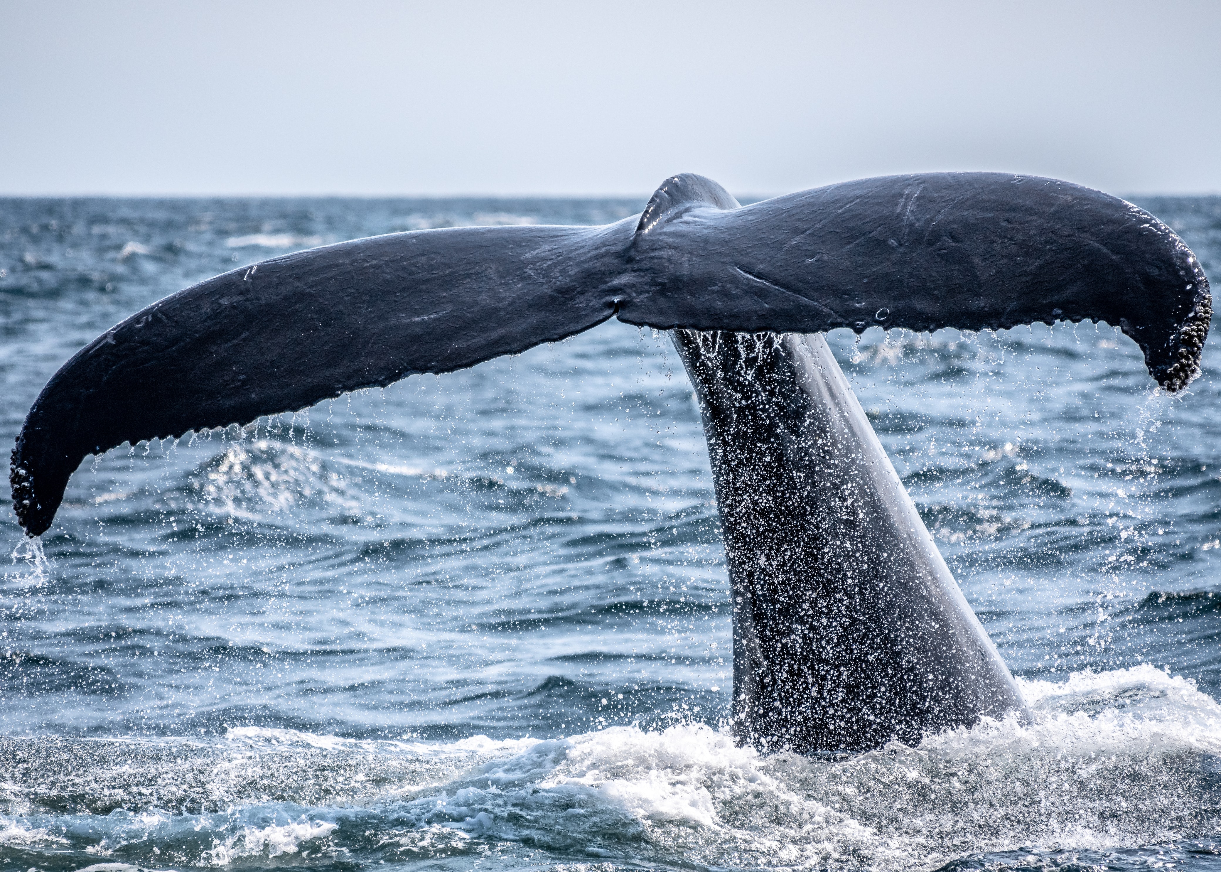 whale's tail sticking out of the ocean during day