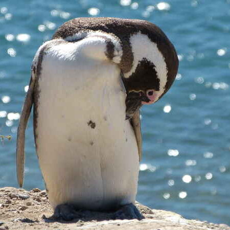 Punta Tombo.
