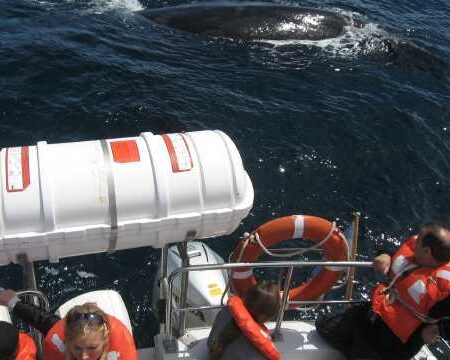 Whale Watching