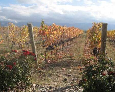 Wine roads