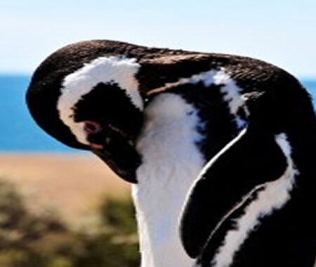 Magdalena Island