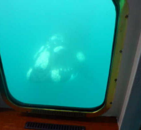 Submarine Whale watching