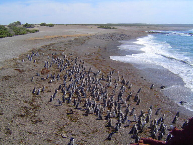 Punta Tombo
