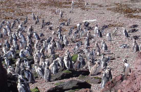 Punta Tombo