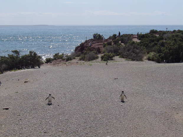 Punta Tombo