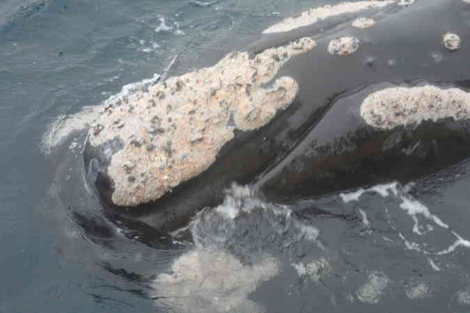 Navegación Avistaje ballenas