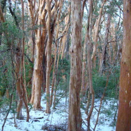 Victoria Island and Bosque de Arrayanes