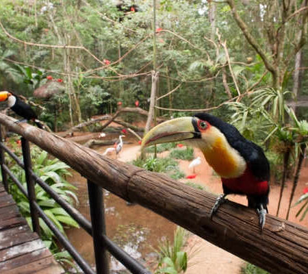 Cataratas brasileras con Parque de las aves
