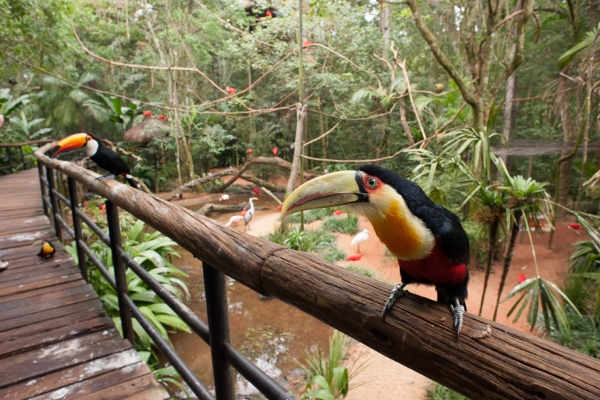 The Brazilian Falls and Birds Park